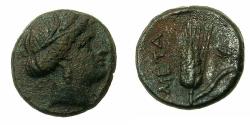 Ancient Coins - LUCANIA.METAPONTUM.Circa 300-250 BC.AE.14mm. Demetra, hair wreathed.