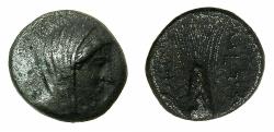 Ancient Coins - LUCANIA.METAPONTUM.Circa 300-250 BC.AE.14.6mm. Veiled head of Demetra.