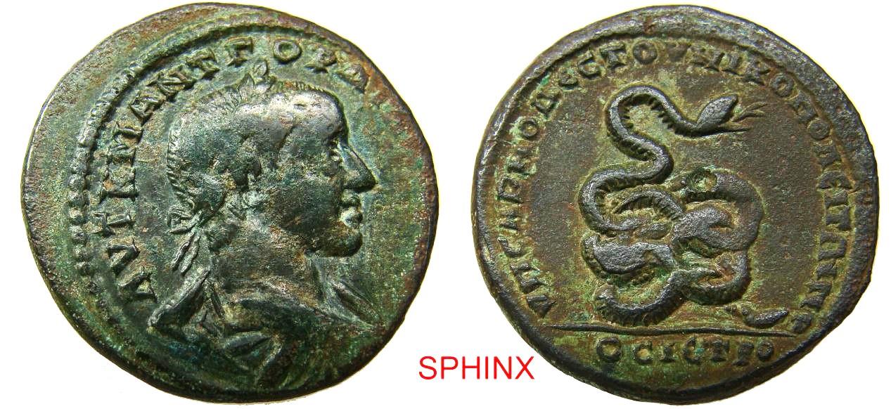 Pasalidognathus modestus　69mm 62mm s-l400.jpg