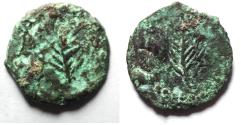 Ancient Coins - Apparently unpublished: Judaea. AE prutah (14mm, 1.18g). Struck first century AD(?). Palm branch / Palm branch.