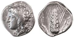 Ancient Coins - Metapontum, Lucania AR  Stater, AVF/GVF, 330 - 280 B.C.E.