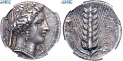 Ancient Coins - Lucania, Nomos, ca. 340-330 BC, Metapontum, Silver, NGC,