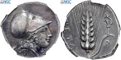 Ancient Coins - Lucania, Nomos, ca. 330-290 BC, Metapontion, Silver, NGC, , HGC:1-1065