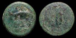 Ancient Coins - Ancient Hispania As, Ilipense Alcalá del Río (Sevilla) - 29 mm / 19,76 gr.