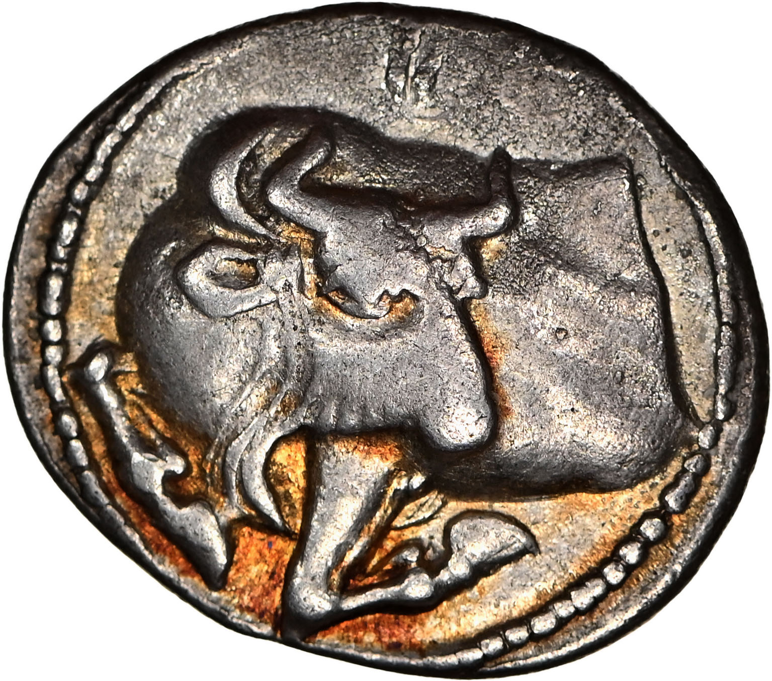 標本 Ecuador Sphaenognathus kolbei 34mm 秘鲁四眼锹甲Sphaenognathus feisthameli F009 未整姿昆虫标本