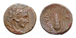 Ancient Coins - LUCANIA, Metapontion. Circa 300-250 BC. Æ (14mm, 2.8g, ). Head of Herakles right, wearing lion skin / Grain ear with leaf to right.