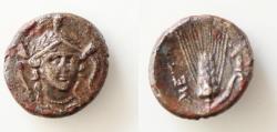 Ancient Coins - LUCANIA, Metapontion. Circa 300-250 BC. Æ 16mm (3,5g). Three-quarter facing head of Athena wearing crested helmeted head turned slightly right / Barley ear; cross-torch to right.