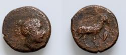 Ancient Coins - SICILY, Nakona. Circa late 5th Century BC. Æ 17mm (4,8 gm). Head of nymph right; grain before / Ram standing right; olive leaf with berry before.