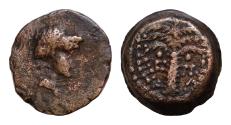 Ancient Coins - Judaea ? Uncertain coin AE 13mm 1,8g Female or Male Head , palm tree with two bunches of dates . Good Very Fine