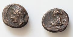 Ancient Coins - Sicily, Panormos as Ziz, c. 336-330 BC. Æ (13mm, 2.71g,). Laureate head of Apollo l. R/ Forepart of horse r.; dolphin below. CNS I, 12, near VF