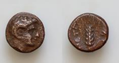 Ancient Coins - Lucania, Bronze, Metapontion, c. 300-250 BC AE (g 1,00 mm 10 h 8) Head of Apollo Carneius r. META, barley-ear with leaf to r. at r., fly.