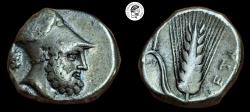 Ancient Coins - LUCANIA, Metapontion. Circa 340-330 BC. AR Nomos. aVF, Nicely Toned.