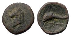 Ancient Coins - Greek coins: Bronze Æ of AKARNANIA. Leukas with Horsehead. Circa 300-200 BC. RR!