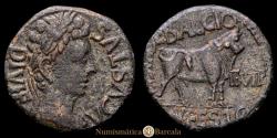 Ancient Coins - CELSA. As. Laureate head of Augustus. Vv161-2. 12.31 g. Axis 6 h. EF. Dark patina. Fine specimen.
