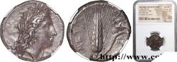 Ancient Coins - LUCANIA - METAPONTUM Métaponte, Lucanie c. 330-290 AC. (21mm, 7,94g, 7h)