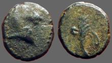 Ancient Coins - Pontos. Uncertain. AE11 Horse / filleted palm frond