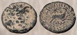 Ancient Coins - Greek Imperial. Augustus. Antioch ad Orentum. 13/14 AD