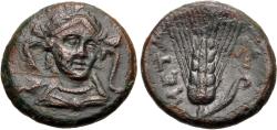 Ancient Coins - Lucania, Metapontum. Æ 17 mm. Athena / Ear of Barley.