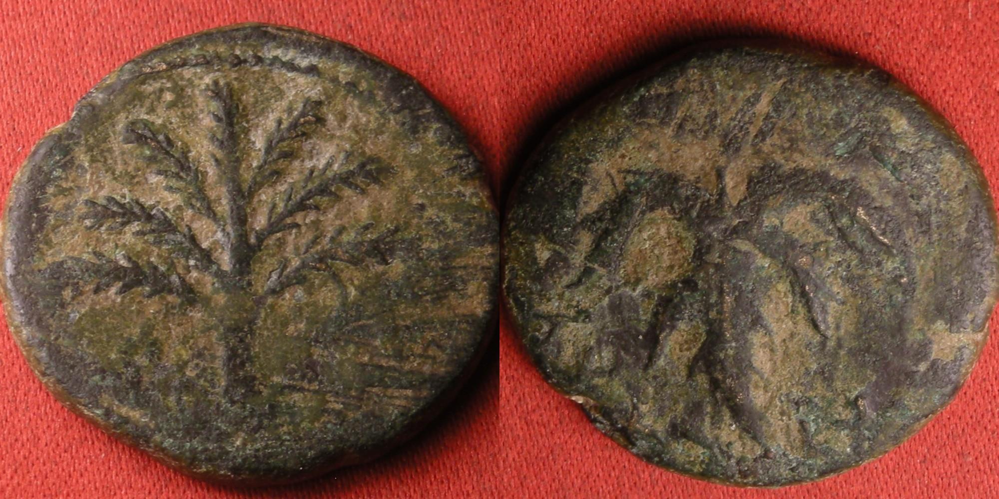 JUDAEA, BAR KOCHBA Revolt AE middle bronze. Palm tree with seven branches, Vine leaf with Hebrew