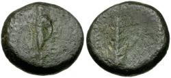Ancient Coins - Lucania. Metapontum Æ21 / Grain Ear