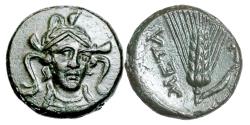 Ancient Coins - Italy. Lucania. Metapontion.  Ae 17. 300-250 B.C..   Extremely Fine..  11899.