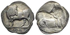 Ancient Coins - ITALY Southern Lucania, Sybaris, c. 550-510 BC. EXTREMELY FINE AR Stater. Bull standing  R/ Incuse bull